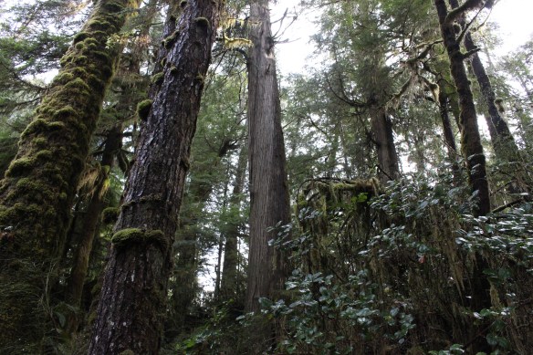 feb-snow-and-ice-and-ucluelet-139