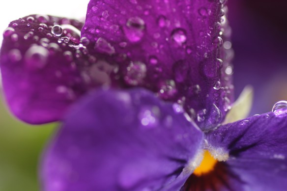 Ginger 4H Baraka Bashad haul out 019