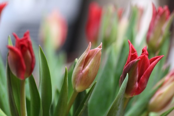 Metchosin flowers 004