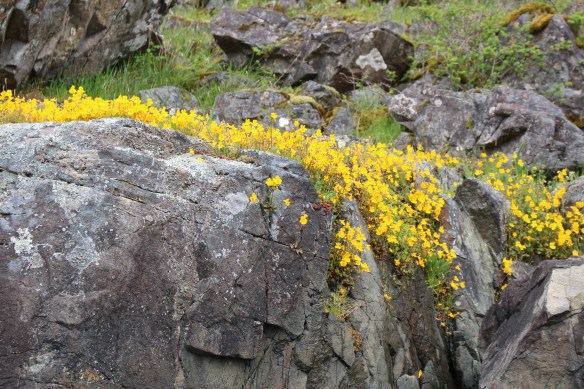 Journey to Glacier Bay 023.JPG
