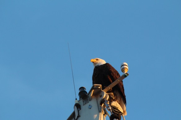 Journey to Glacier Bay 099.JPG