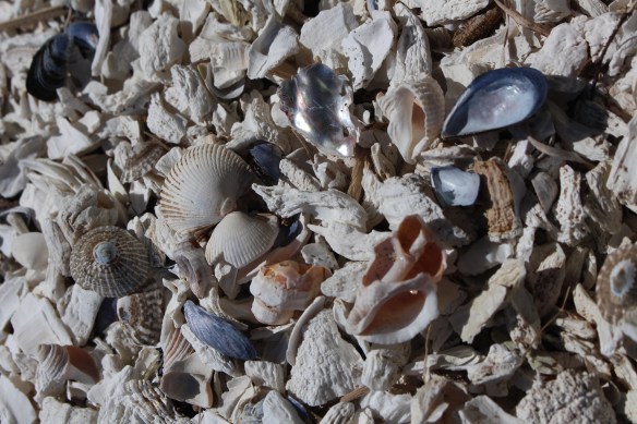 2017 GLACIER BAY ALASKA 140