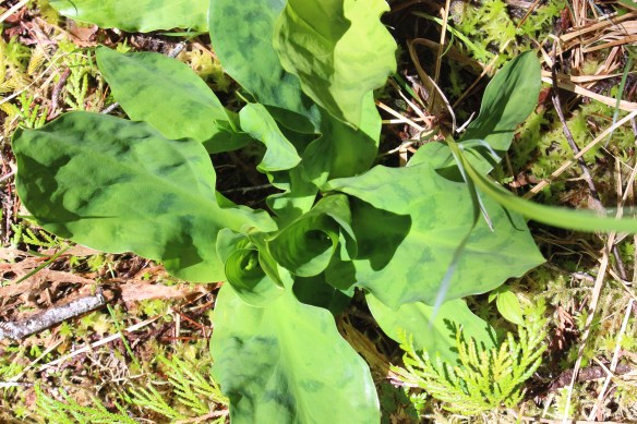 2017 GLACIER BAY ALASKA 207