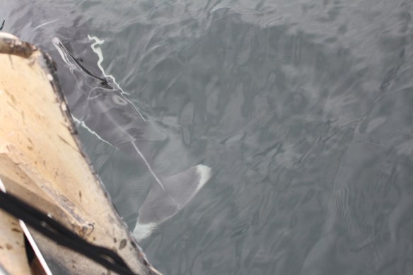 2017 GLACIER BAY DALLS PORPOISE 126