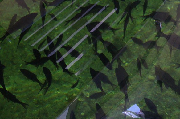 2017 grenville channel glacier bay 016