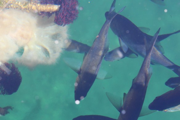 2017 grenville channel glacier bay 042
