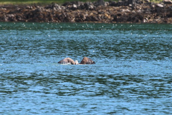 2017 Alaska Petersburg Thomas Bay 023