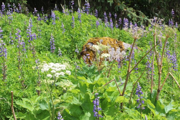 2017 Alaska Petersburg Thomas Bay 063