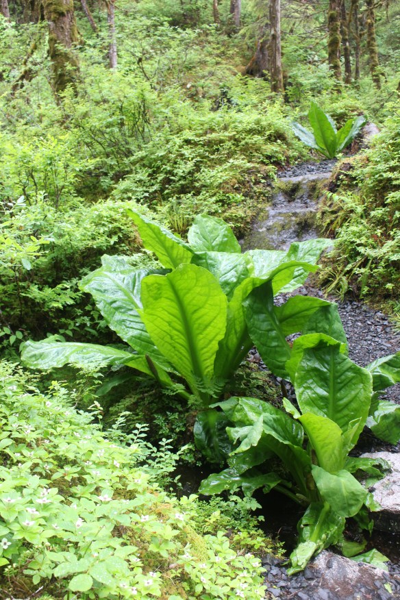 2017 Alaska Petersburg Thomas Bay 112