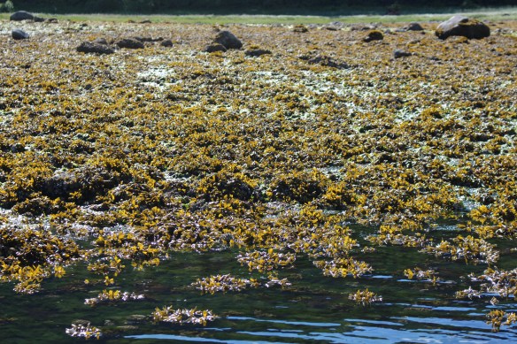 Alaska Tracy arm Taku bay 092