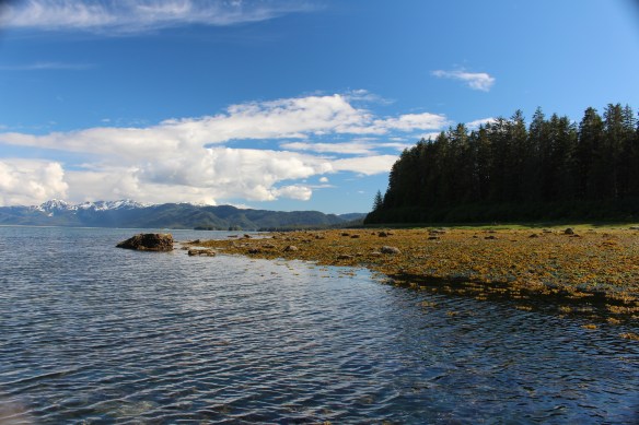 Alaska Tracy arm Taku bay 096