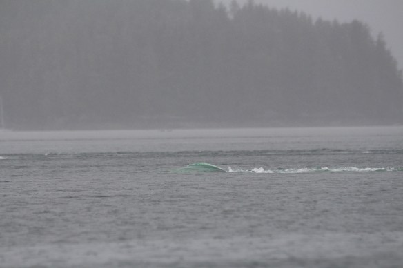 Alaska Tracy arm Taku bay 313