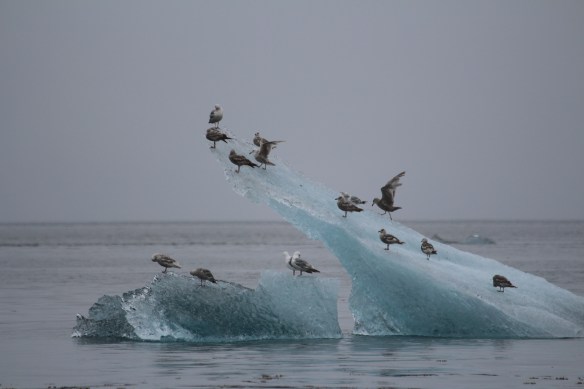 Alaska Tracy arm Taku bay 316