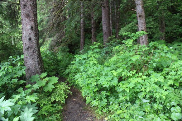 Alaska Tracy arm Taku bay 321