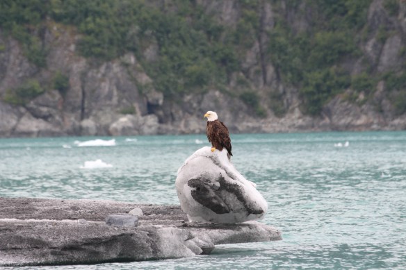 HOONAH GLACIER BAY BLUE MOUSE COVE 222