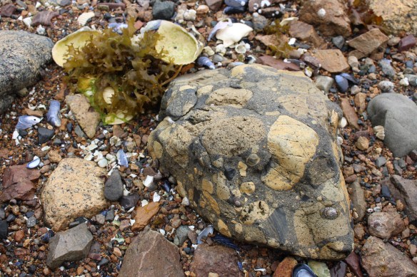 Pavlof Harbor Bubble feeding of Humpbacks in Chatham Strait 074