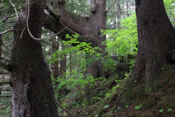 Pavlof Harbor Bubble feeding of Humpbacks in Chatham Strait 086