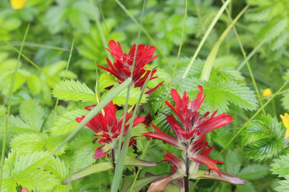 Pavlof Harbor Bubble feeding of Humpbacks in Chatham Strait 099