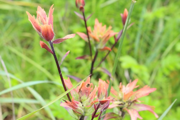 Pavlof Harbor Bubble feeding of Humpbacks in Chatham Strait 101