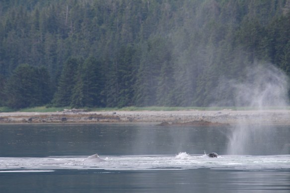 Pavlof Harbor Bubble feeding of Humpbacks in Chatham Strait 121