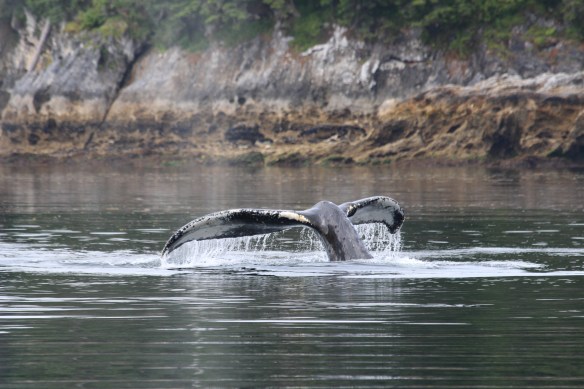 Pavlof Harbor Bubble feeding of Humpbacks in Chatham Strait 140