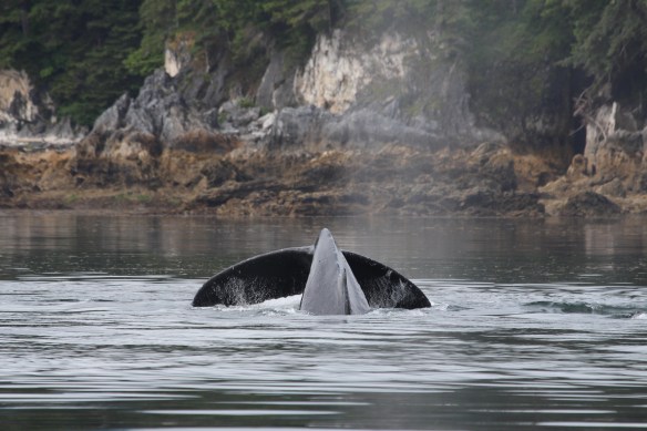 Pavlof Harbor Bubble feeding of Humpbacks in Chatham Strait 143