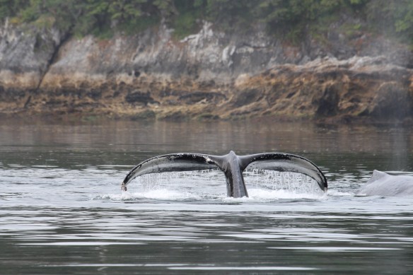 Pavlof Harbor Bubble feeding of Humpbacks in Chatham Strait 148