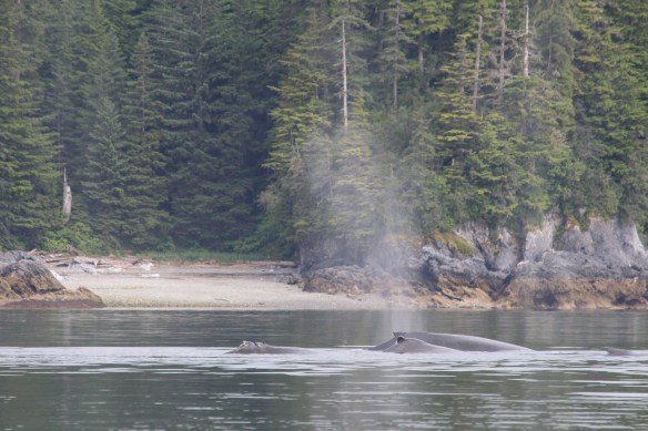 Pavlof Harbor Bubble feeding of Humpbacks in Chatham Strait 159