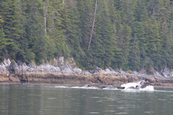 Pavlof Harbor Bubble feeding of Humpbacks in Chatham Strait 180
