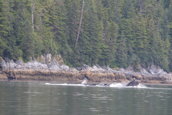 Pavlof Harbor Bubble feeding of Humpbacks in Chatham Strait 181