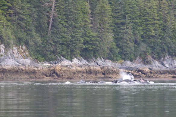 Pavlof Harbor Bubble feeding of Humpbacks in Chatham Strait 186