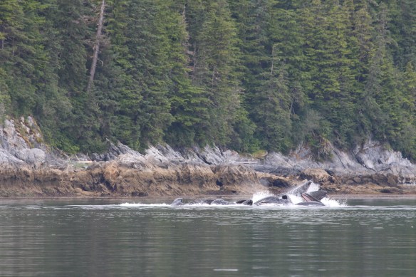 Pavlof Harbor Bubble feeding of Humpbacks in Chatham Strait 187