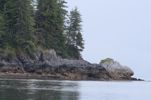 Pavlof Harbor Bubble feeding of Humpbacks in Chatham Strait 201
