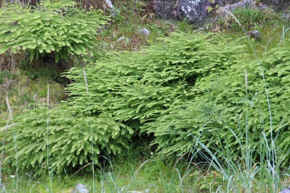 BARANOF WARM SPRINGS RED BLUFF LORD'S POCKET 2017 154