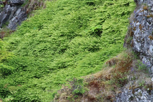 BARANOF WARM SPRINGS RED BLUFF LORD'S POCKET 2017 160