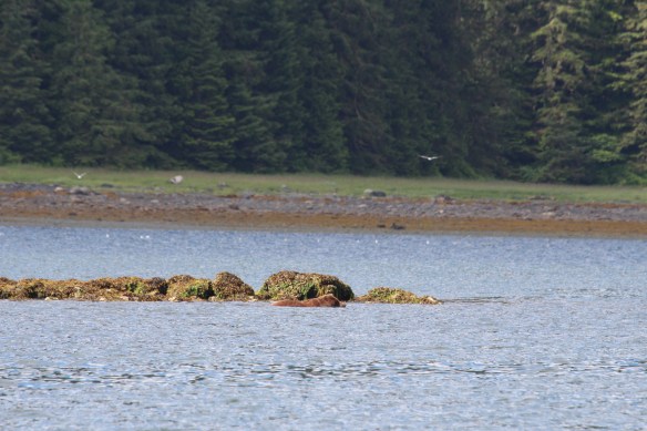 COSMOS COVE BARANOF WARM SPRINGS 019