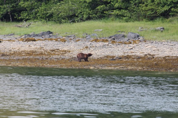 COSMOS COVE BARANOF WARM SPRINGS 031