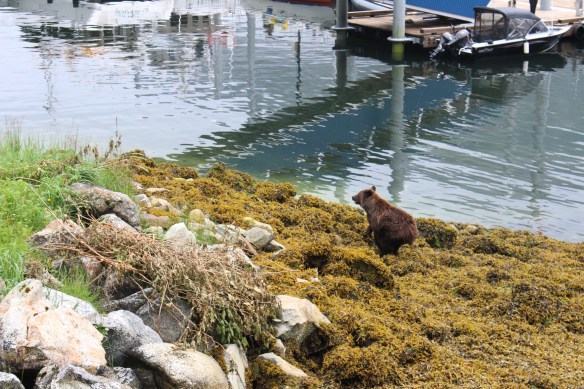COSMOS COVE BARANOF WARM SPRINGS 054