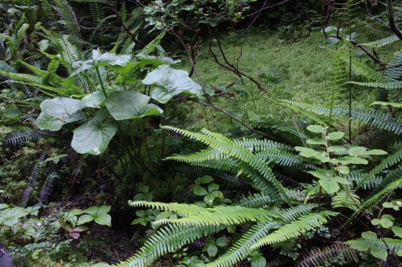 COSMOS COVE BARANOF WARM SPRINGS 070