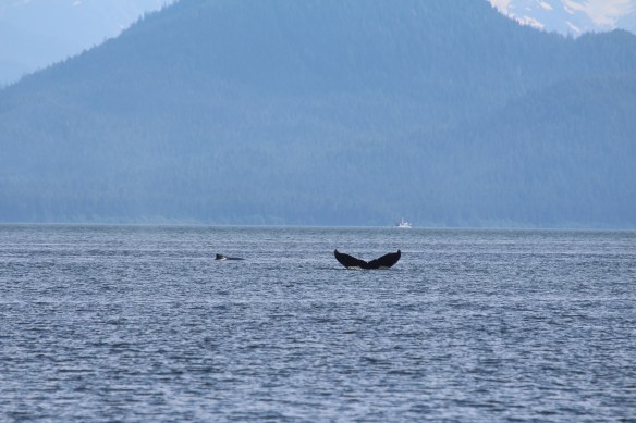 LORD'S POCKET WHALES AT THE BOAT!!!!! 022