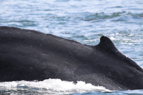 LORD'S POCKET WHALES AT THE BOAT!!!!! 035