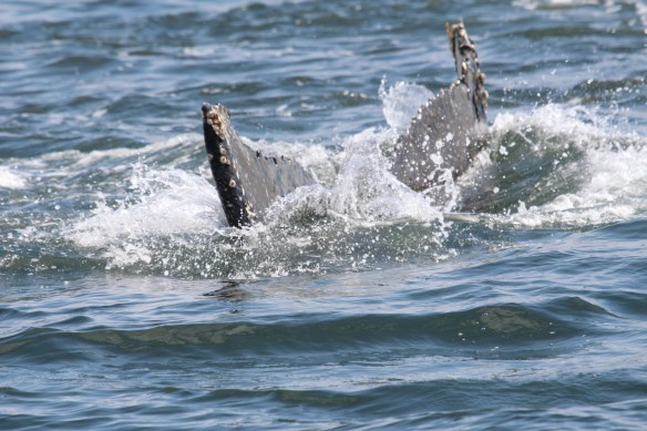 LORD'S POCKET WHALES AT THE BOAT!!!!! 037