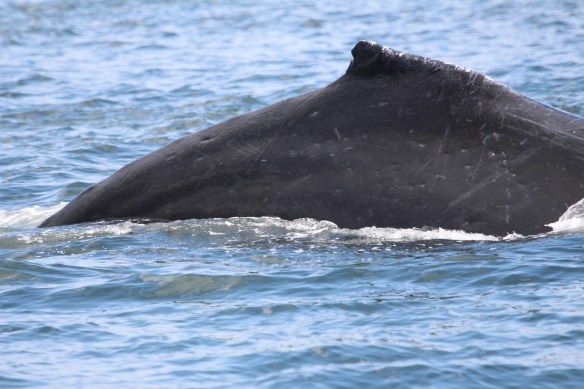 LORD'S POCKET WHALES AT THE BOAT!!!!! 049