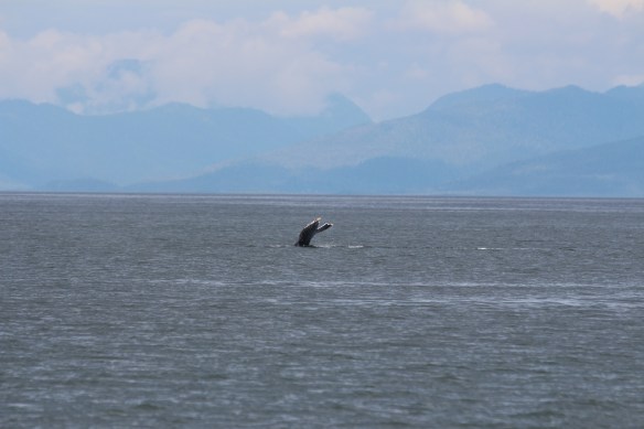 LORD'S POCKET WHALES AT THE BOAT!!!!! 052