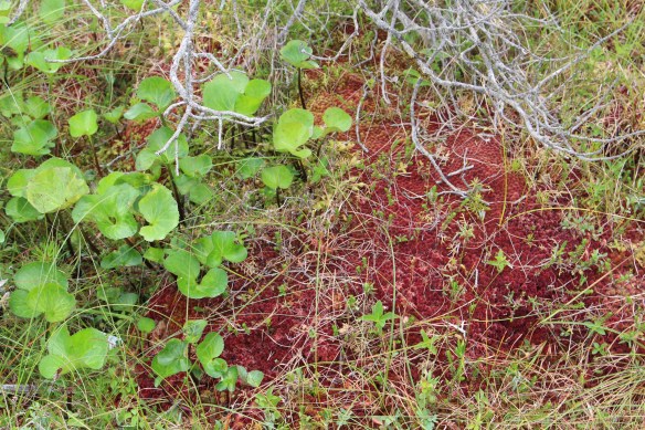 Lords pocket, Thorne bay, eagles in Ketchikan 2017 053
