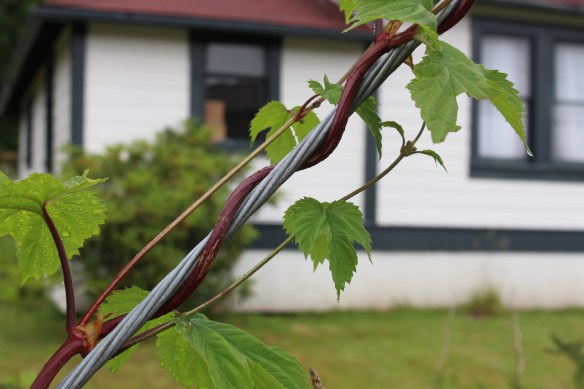 LVN.Kechikan Dundas Island PR Expl. boat cannery Port Edward Kumealon Inlet Hartley bay 137