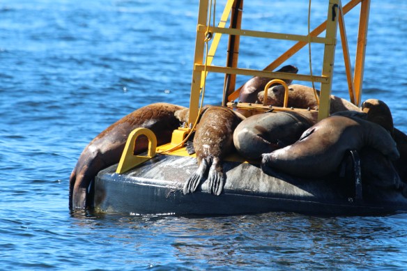 2017 Gowlland, Comox 033