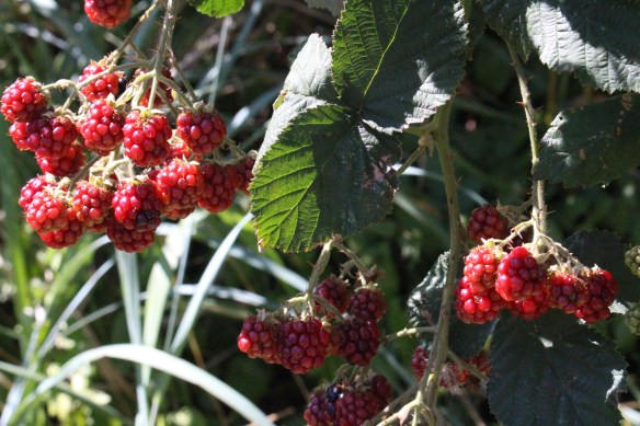 2017 Gowlland, Comox 050