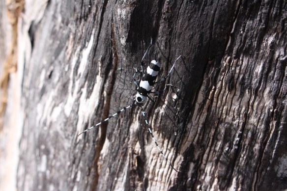 2017 Gowlland, Comox 068