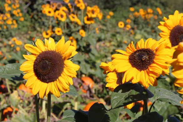 Comox Pender Harbour Nanaimo 003